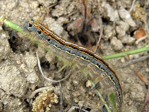 Malacosoma neustria