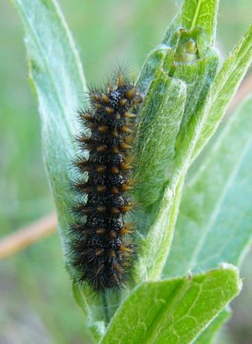 Melitaea phoebe