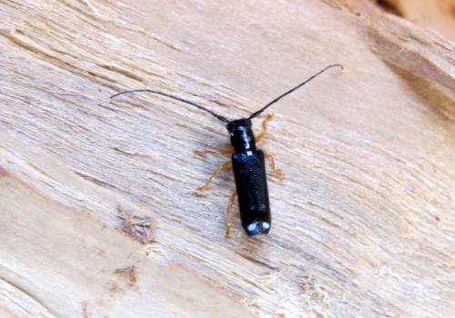 Réf. 69 851 : Menesia bipunctata