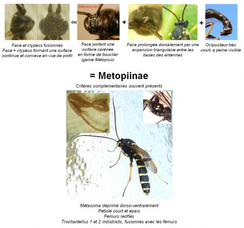 Metopiinae