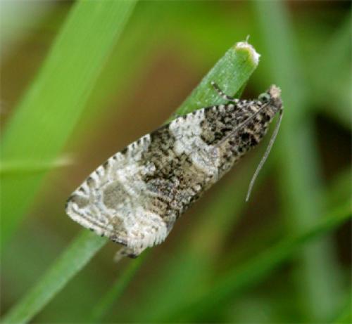 Celypha lacunana