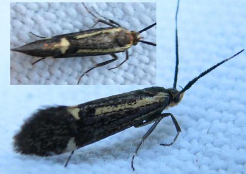 Esperia sulphurella