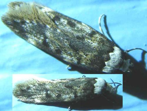 Endrosis sarcitrella