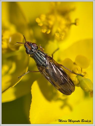 Dorycera sp.