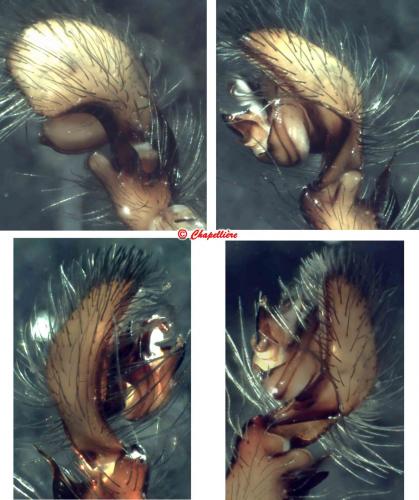 Réf. 69 364 : Amaurobius erberi