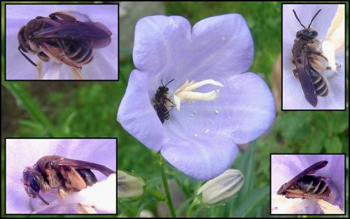 Réf. 69 282 : Andrena pandellei