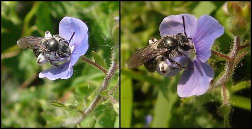 Réf. 69 534 : Andrena viridescens