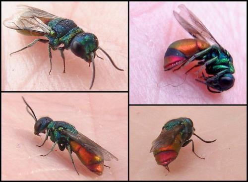 Réf. 69 214 : Pseudochrysis neglecta