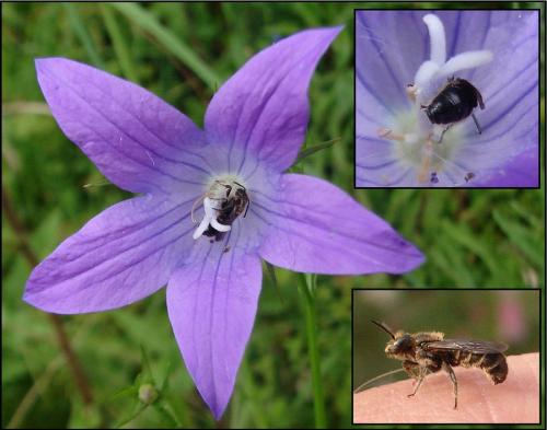 Réf. 69 536 : Chelostoma rapunculi
