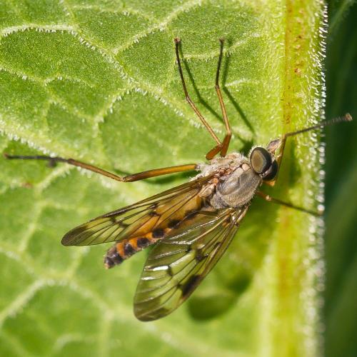 Réf. 69 562 : Rhagio scolopaceus
