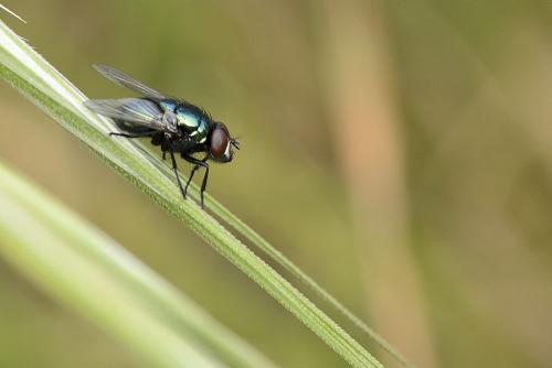 Réf. 69 024 : Neomyia cornicina