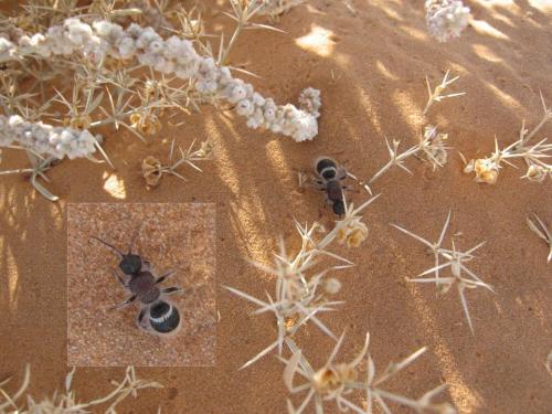Pseudophotopsis sp.
