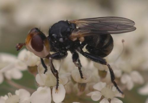 Réf. 69 361 : Myopa occulta