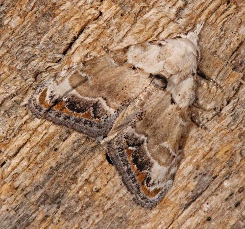 Réf. 69 740 : Nola chlamitulalis