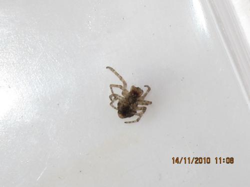 Gibbaranea bituberculata