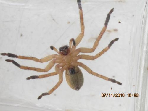 Olios argelasius