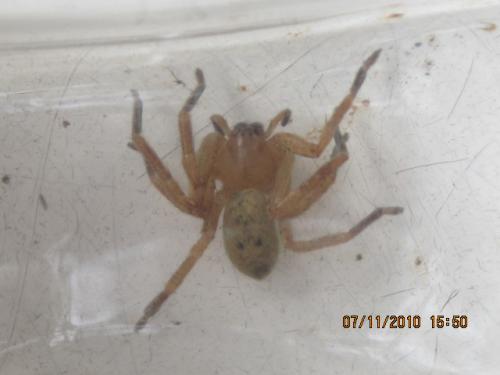 Olios argelasius