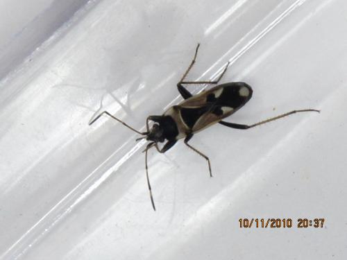 Raglius confusus