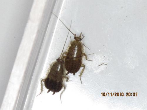 Ectobius pallidus