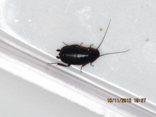 Réf. 69 831 : Loboptera sp.