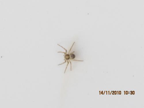 Philodromus sp.