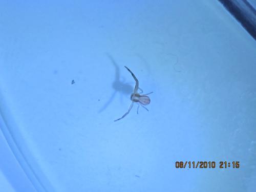 Runcinia grammica