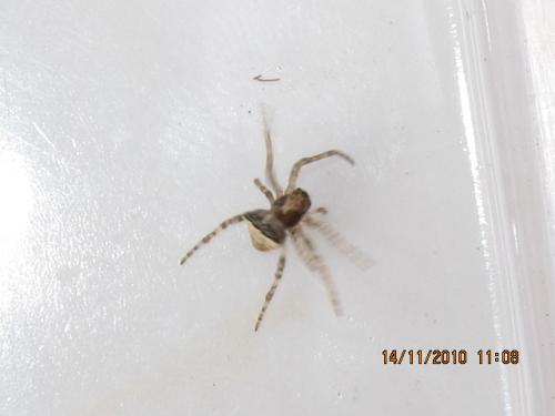 Gibbaranea bituberculata