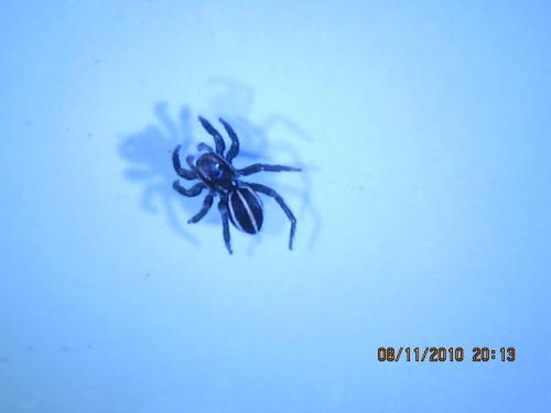 Phlegra bresnieri