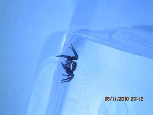 Phlegra bresnieri