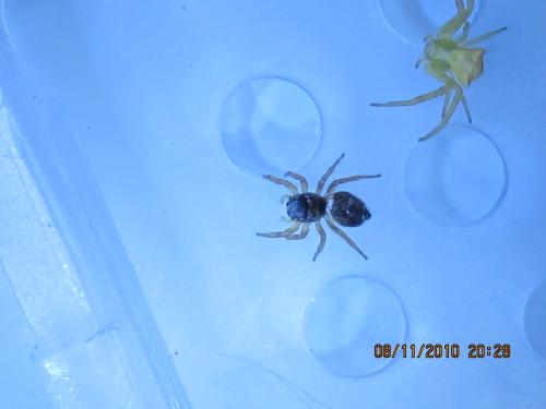 Heliophanus sp.
