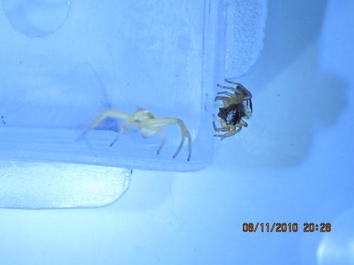 Heliophanus sp.
