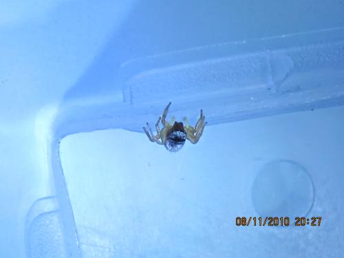 Heliophanus sp.