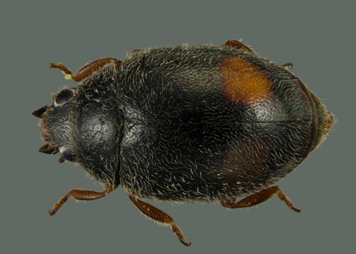Nephus bipunctatus