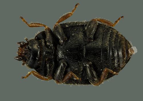 Nephus bipunctatus