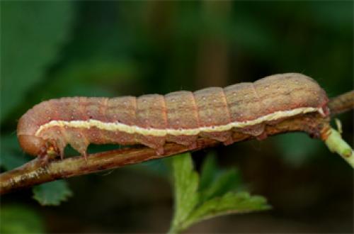 Réf. 69 750 : Agrochola lychnidis