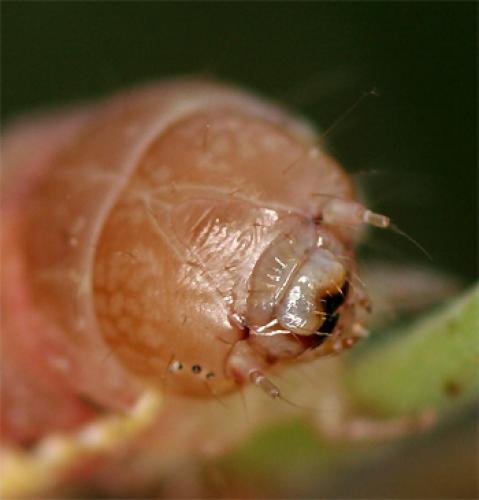 Agrochola lychnidis