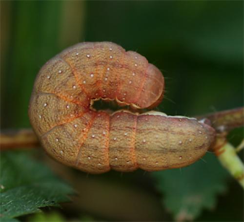 Agrochola lychnidis