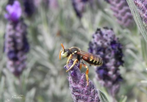 Nomada sp.