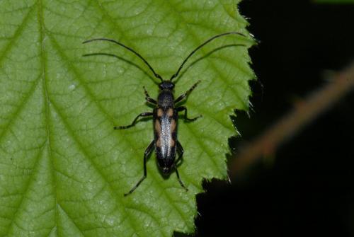 Réf. 69 733 : Anoplodera sexguttata