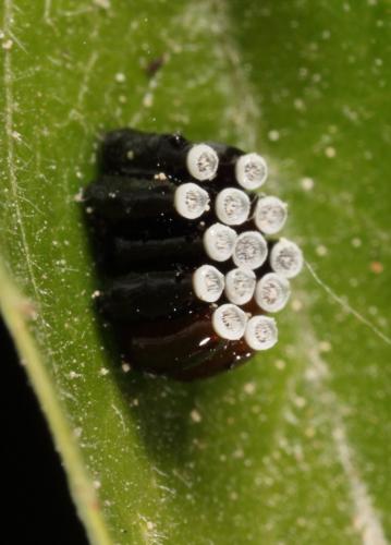 Rhynocoris annulatus