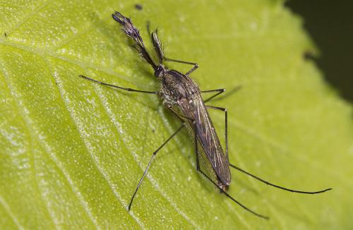 Réf. 69 211 : Aedes geniculatus