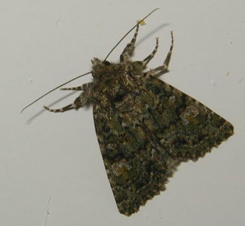 Réf. 69 322 : Polymixis lichenea