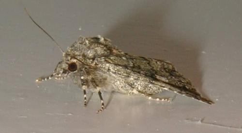 Réf. 69 323 : Polymixis lichenea