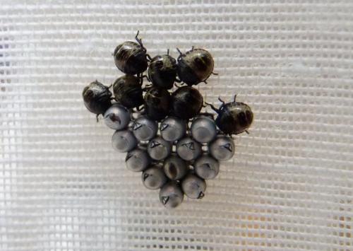 Rhaphigaster nebulosa