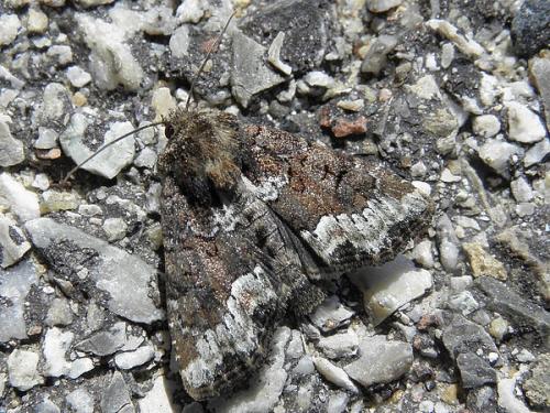 Réf. 69 862 : Oligia sp.