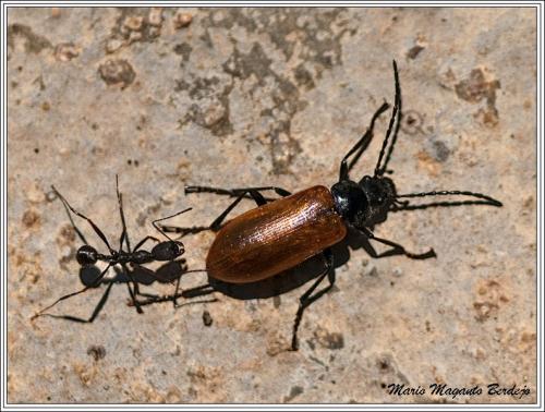Réf. 69 814 : Aphaenogaster sp.