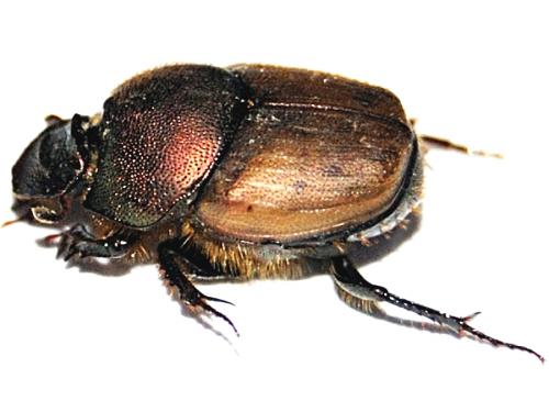 Réf. 69 094 : Onthophagus coenobita