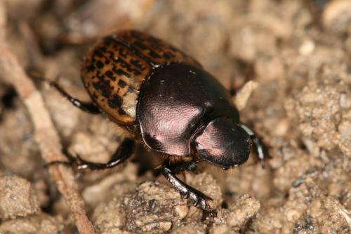 Onthophagus medius