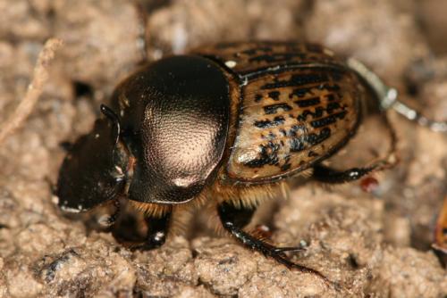 Onthophagus medius