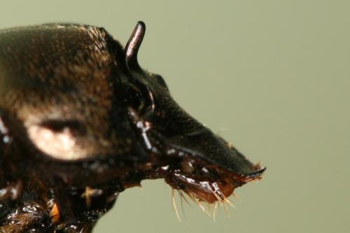 Onthophagus medius